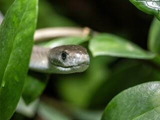 Black mamba, Dendroaspis polylepis, peeking out from the thicket - 632202027