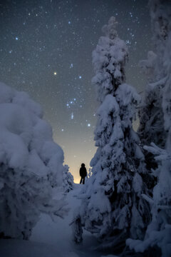 Orion constellation above the winter forest