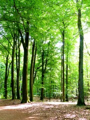Tall beech trees flooded with sunlight