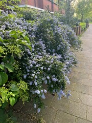 Beautiful view of ceanothus shrub growing near pathway outdoors