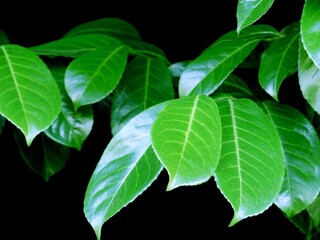 Fresh looking big green leaves