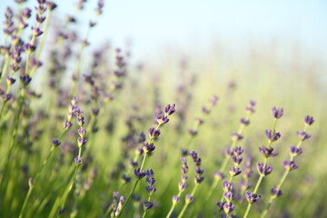 Beautiful blooming lavender growing in field, closeup. Space for text