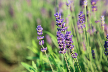 Beautiful blooming lavender growing in field, closeup. Space for text
