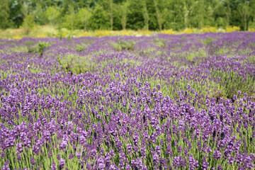Naklejka na ściany i meble Beautiful view of blooming lavender growing in field