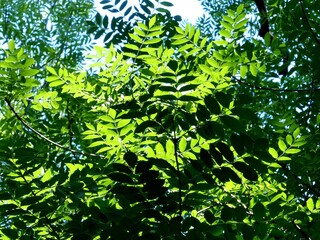 Look up through ash leaves to a sunny sky
