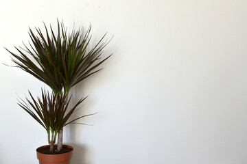Fototapeta premium Dracaena marginata