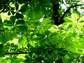 Look up to the sunny leaves of a conkers tree