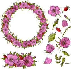 A set of floral elements. Rosehip flowers, rose hips. Rosehip wreath. Hand drawn flowers for invitation, wedding or postcard. EPS 10 vector illustration.