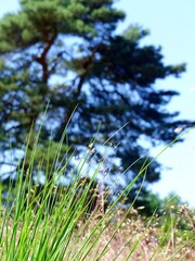 Meditative image of green blades of grass in front of a blurry pine tree