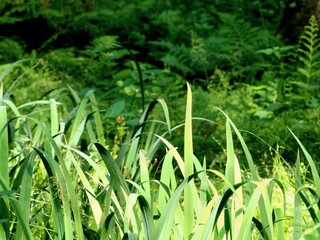 Abstract detail of some marsh lily blades in front of green bushes and fern