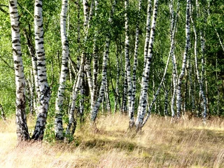 Foto auf Acrylglas Birkenhain Sun-drenched birch trees on a grassy ground