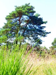 Meditative detail of green fresh looking blades of grass in front of a pine tree