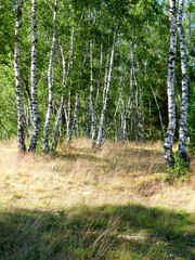 Sun-drenched birch trees on a grassy ground