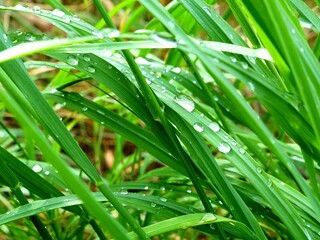 Detail of clear raindrops on green blades of grass