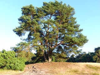 Huge old pine tree on a late summers day