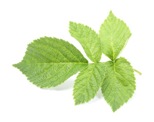 Fototapeta na wymiar Stem with green raspberry leaves isolated on white
