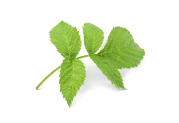 Stem with green raspberry leaves isolated on white