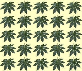 Green aralia leaf in decorative pattern. 