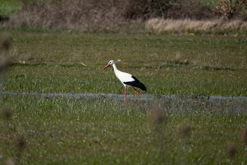 Garza on a grass surface with a pond © saul