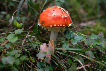 Fly agaric (Amanita muscaria)