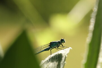 Photo macro d'une libellule bleue (Demoiselle)