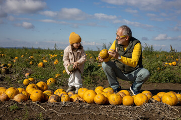 Mature father collecting pumpkins together with three years old daughter on the countryside