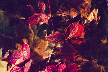 Red and orange autumn leaves background