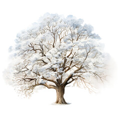 Obraz premium oak tree in winter season with white leaves isolated