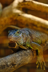 Iguana in a zoo on a sunny day on a tree branch