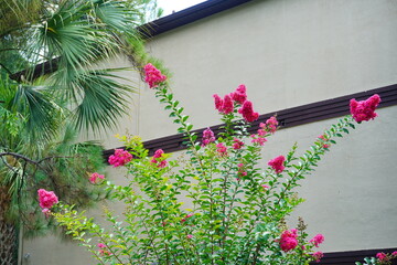 Fototapeta na wymiar Pink crepe myrtle flower in boom