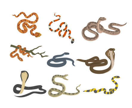 Venomous snakes set, flat vector illustration isolated on white background.