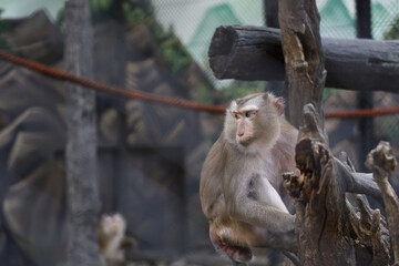 The monkey stop on big branch tree