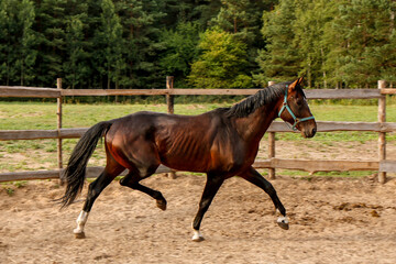 beautiful thoroughbred stallion trotting in a fenced paddock