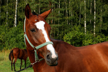 Obraz premium portrait of a thoroughbred horse of a brown color against the backdrop of a forest with a foal in the background