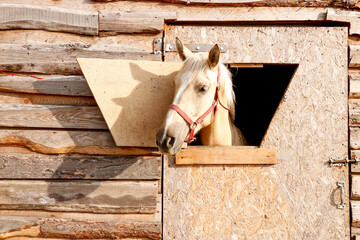 portrait of a salty color horse looking out of a stall window.