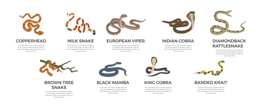 Dangerous poisonous snakes with names collection, vector illustration isolated.