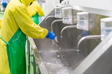 Worker washes and processes hands with rubber gloves after cutting chicken part