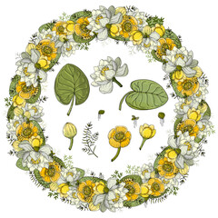 A set of floral elements. Flowers and leaves of white and yellow water lily (nenuphar, spatter-dock, cow lily) and duckweed. Water lily wreath. Hand drawn flowers for invitation, wedding or postcard. 
