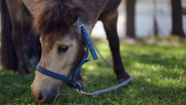 Closeup face of hungry pony grazing outdoors. Close-up horse eating green grass on meadow on ranch