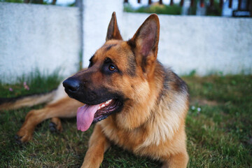 German shepherd resting in the yard. Age 16 months