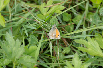 Small Heath (Coenonympha pamphilus) butterfly sitting on a grass blade in Zurich, Switzerland