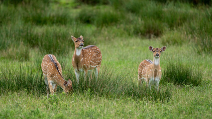 Wildlife at Knowsley Safari Park near Preston in the UK