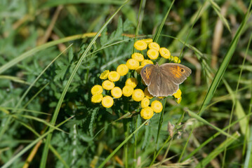 Meadow Brown Butterfly (Maniola jurtina) sitting on a yellow flower in Zurich, Switzerland