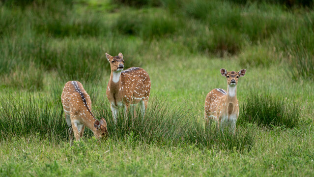 Wildlife at Knowsley Safari Park near Preston in the UK
