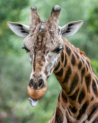 Wildlife at Knowsley Safari Park near Preston in the UK