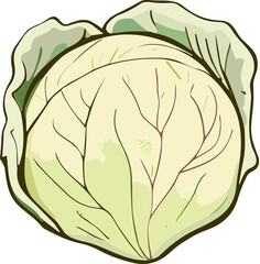 Lush green cabbage head, fresh and vibrant leafy vegetable