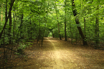 Fototapeta premium Beautiful view of the forest in the summer