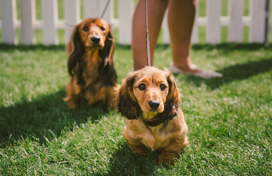 Miniature Dachshund Puppy at a Dog Show