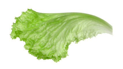 One green lettuce leaf isolated on white. Salad greens