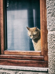 Lonely pet. Relaxed cat on a window.